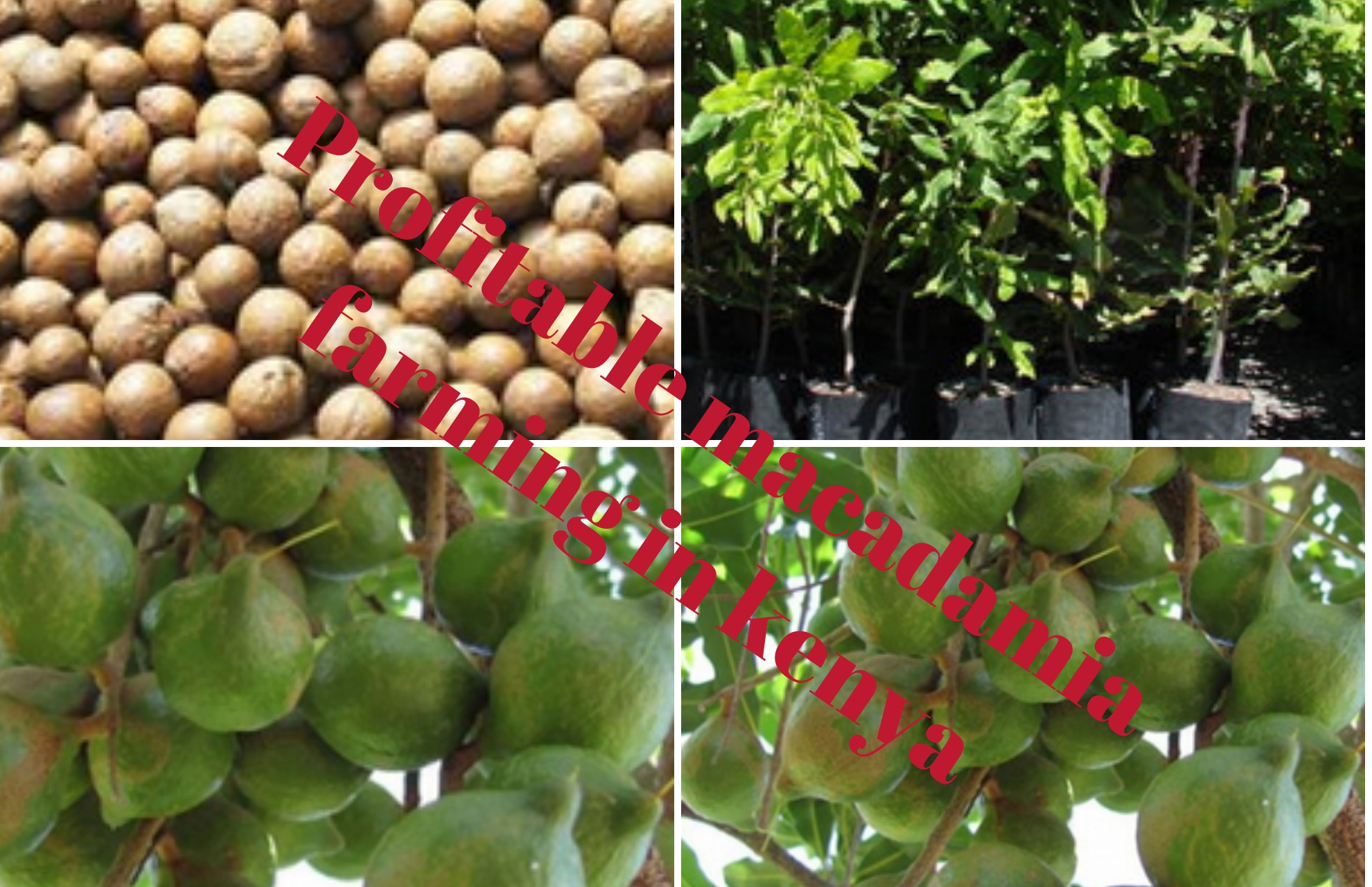 Engaging in Profitable Macadamia Farming in Kenya Blue Ocean